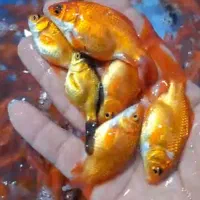 پخش عمده ماهی قرمز