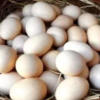 تخم مرغ محلی درشت