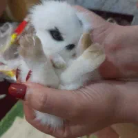 خرگوش