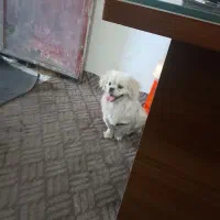 سگ پاکوتا