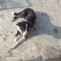 سگ سرابی ماده