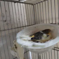 سهره کت صلیبی و جوجه سهره قناری شاه تخم