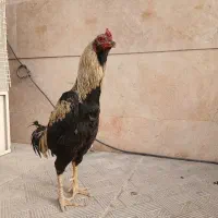 خروس لاری اوشامو