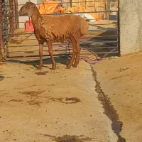 بره قوچ چینی