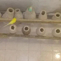 مرغ عشق نر