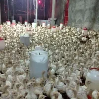 جوجه بوقلمون روسی سنگین  وزن