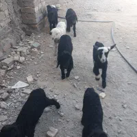 فروش بز پاکستانی و بره