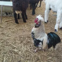 خروس لهستانی وگلین