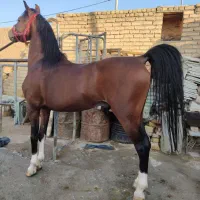خرید وفروش اسب  نریان مادیان کره