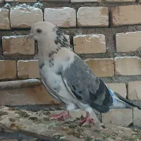 کفتر  کبوتر  دونه ۱۸۰
