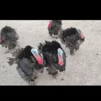 بوقلمون نر