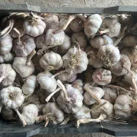 سارمساخ. فروشی سیر