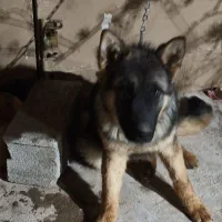 سگ ژرمن جفت