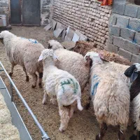 بره نر دورگ