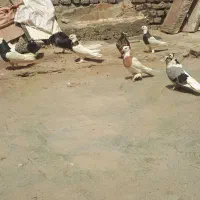 کبوتر