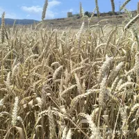 کاه گندم سامان