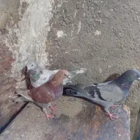 ۳عددکاشانی پرشی بفروش میرسد