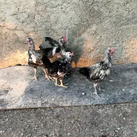 تعدا ۵عدد جوجه مرغ و خروس