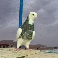 طوقی