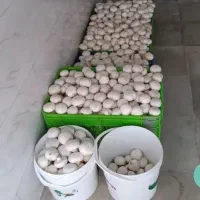 دوره پرورش قارچ خوراکی