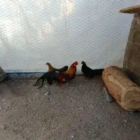 مرغ و خروس فونیکس اصل،