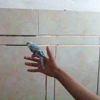 جوجه مرغ عشق