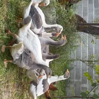 فروش قاز