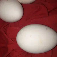تخم قوغاز