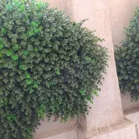 گرین وال شمشادی (دیوار سبز) گل مصنوعی