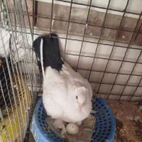 دم‌سیاه عتیقه