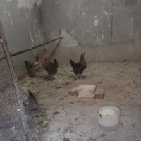 مرغ خانگی