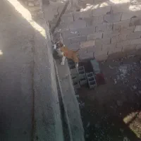 توله. سگ