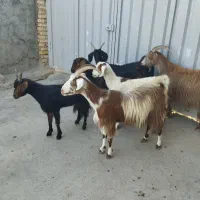 بزبز