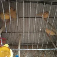 قناری.حدود هشت تا جوجه موزائیکی نر و ماده