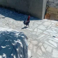 ۵عددمرغ ۱عددخروس