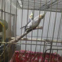 ۱جفت عروسی هلندی|پرنده|تهران, سعیدآباد|دیوار