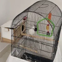 عروس هلندی آلبینو ماده به همراه قفس