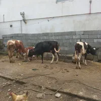 فروش ۴ راس گاو و گوساله