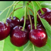 نیازمند نیرو برای چیدن گیلاس