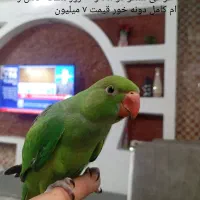 طوطی ملنگو