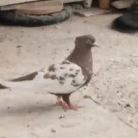 کبوتر