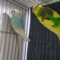 فروش مرغ عشق