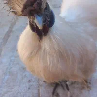 خروس ابریشمی