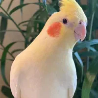عروس هلندی ماده رام و‌آماده