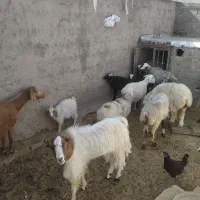 بز و کره میش و بره