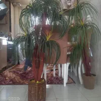 نخل مصنوعی  دو عددقیمت ۳۵۰۰