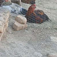 خروس محلی