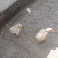 جوجه پنچ ماهه