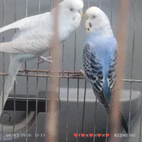 یک جفت مرغ عشق