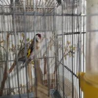 سهره نر